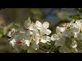 Kirschblüten Am Zuger Und Ägerisee