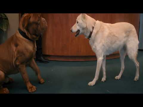 Turner & Hooch - Episode 4 Credits Music 'Big Deal'