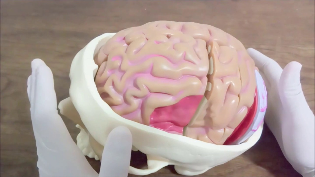 Principais Lesões cerebrais - Aula Completa