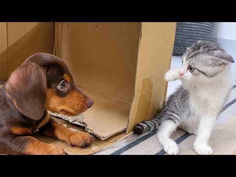 YouTube 썸네일