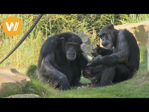 Schimpanse | Unsere Tierwelt (Kurze Tierdokumentation)