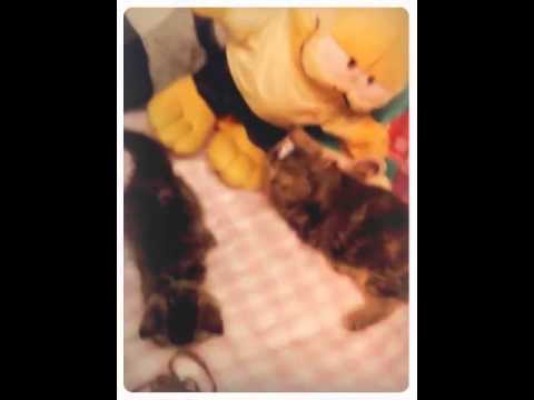 gatos  exoticos y persas tabby  of bastet ,