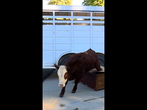 Cattle set loose after truck crashes on Kansas City highway