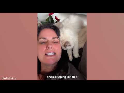 When your cat is a master of relaxationFunny ♥️CaVideo 2024 @moazamshaikh-b5o