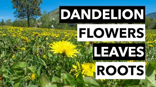 Wild Edibles with Sergei Boutenko: Dandelion–Taraxacum Officinale | Flowers, Leaves, &amp; Roots