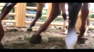 Kanaretah ~One who rides with the clouds~ Part 1 (breyer horse movie)