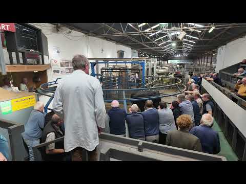 Strong trade  for cattle at Carnaross Mart Co Meath