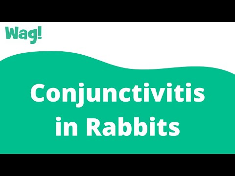 , title : 'Conjunctivitis in Rabbits | Wag!'
