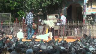 Feeding Pigeons at Dadar Kabutar khana in Mumbai