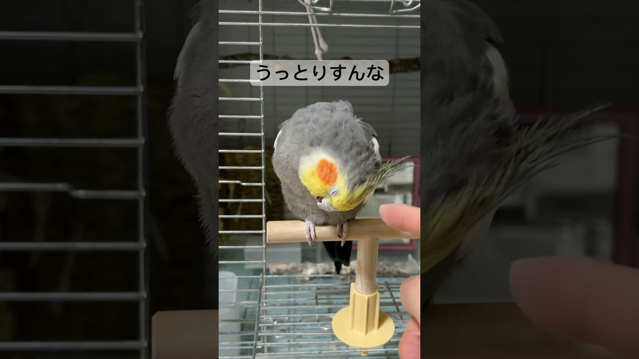エアカキカキ【オカメインコ】
