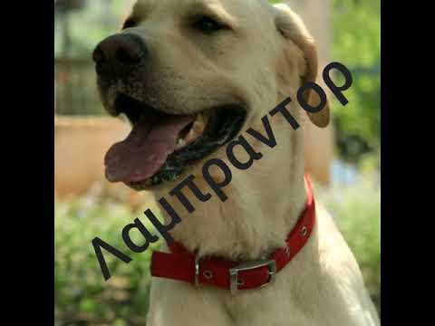 ΡΑΤΣΕΣ ΣΚΥΛΩΝ