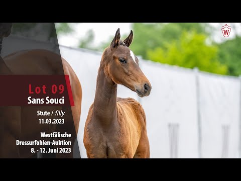 Dressurfohlen-Auktion Lot 09 Sans Souci Stute v. Secret Game - Spielberg