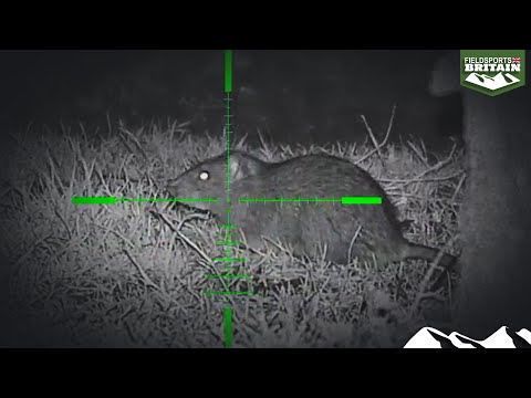 Airgun rat action with Terry Doe