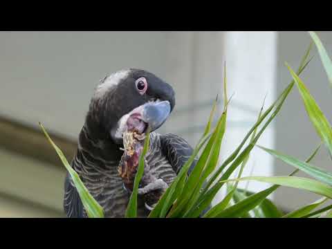 Video Kakadu Carnabyho