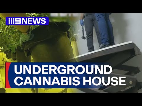 Underground cannabis grow house discovered by Gold Coast detectives | 9 News Australia