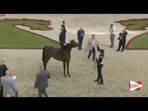 N.120 D JAD - Sharjah 2016 - 3 years old Colts (Class 6)