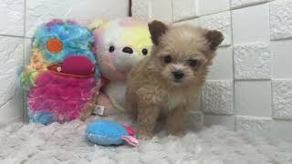 ハーフ犬の動画01