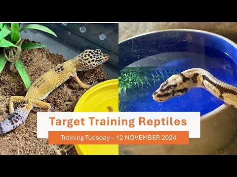 Training Reptiles: 🐍Training Tuesday Edition 12 November 2024