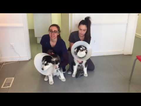 Cute pups post op neuter