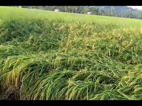 HYBRID RICE || VARIETY M20-H🌾🌾🌾