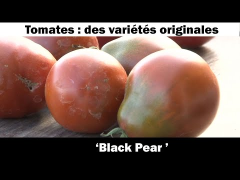 , title : 'La tomate ' Black Pear ‘: culture et recette'