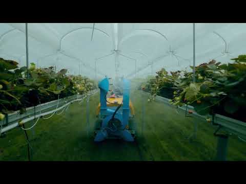 VICAR im Erdbeeranbau