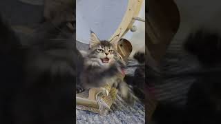 Adorable Kittens Playing! #mainecoon #kitten #cat
