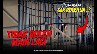 Download lagu Gendeng ... ‼️ Murai Batu GAJAH MADA SIKAT ABIS  TIKET UTAMA 1#1 mp3