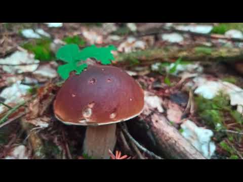 VRGANJ PRVA KLASA , KAKO GA PREPOZNATI ?