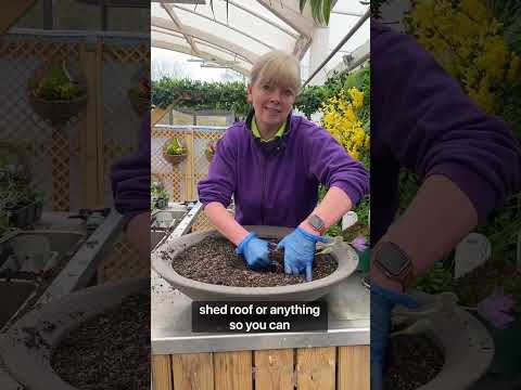 The Potting Bench - Best Tips for Planting an Alpine Container!