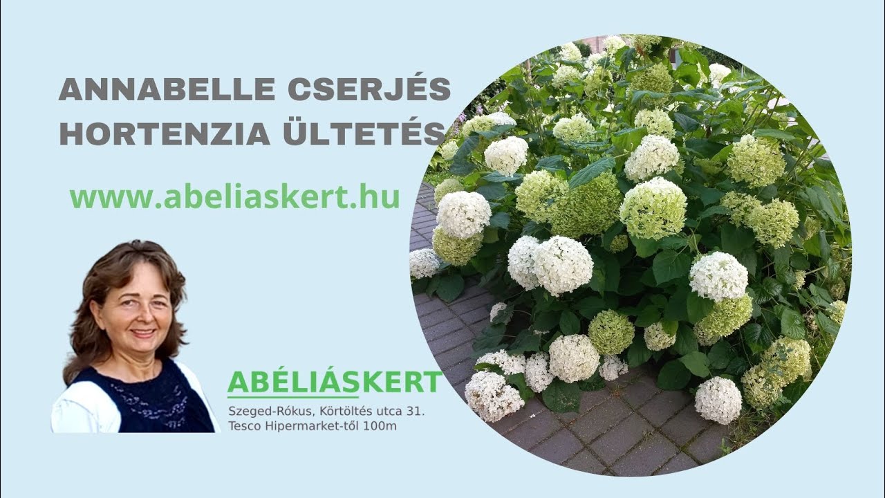 Annabelle cserjés hortenzia ültetés