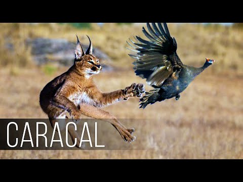CARACAL is a CAT-JUMPER, a Bird Hunter! Caracal vs Jackals and Birds