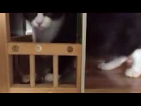 Video of adoptable pet named Marilee