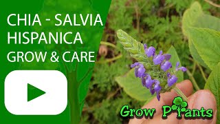 Salvia hispanica - grow & care (Chia plant)