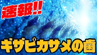 【速報】ギザピカなサメの歯見つけた！