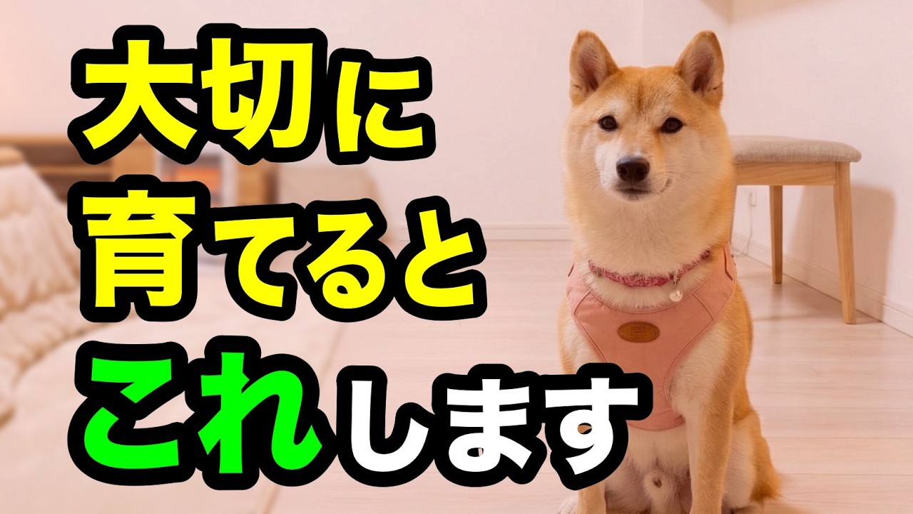 大切に育てられた犬だけがする10の行動を獣医師が解説します