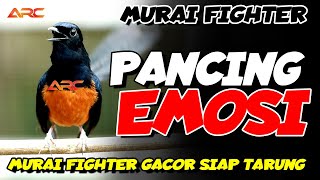 Download lagu MURAI BATU FIHGTER MEMANCING EMOSI LAWAN CEPAT BONGKAR MATERI ISIAN mp3