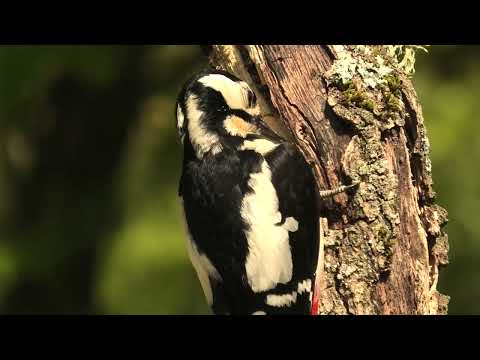 PICO PICAPINOS | GREAT SPOTTED WOODPECKER | Dendrocopos major