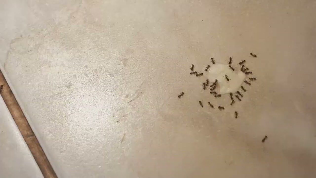 Spring Pest Control in Phoenix: What to Expect