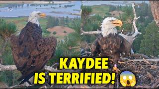 Where is Shadow! Kaydee Scared & Alone Against Aggressive Ravens 🚨