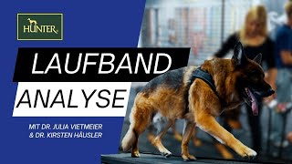 Das perfekte Hundegeschirr? | HUNTER-Tierärztin analysiert Gangbild & Passform mit Hightech-Laufband