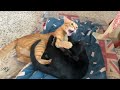 Too Cute To Handle Orange Cat Vs Black Kitty Play Fight
