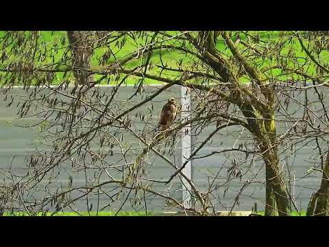 Am surprins un uliu la mică distanță