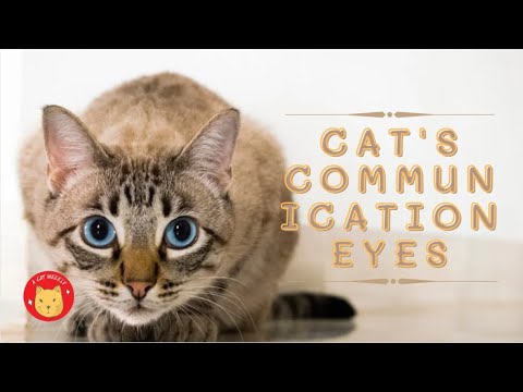 A CAT WEEKLY  Cat's communication eyes