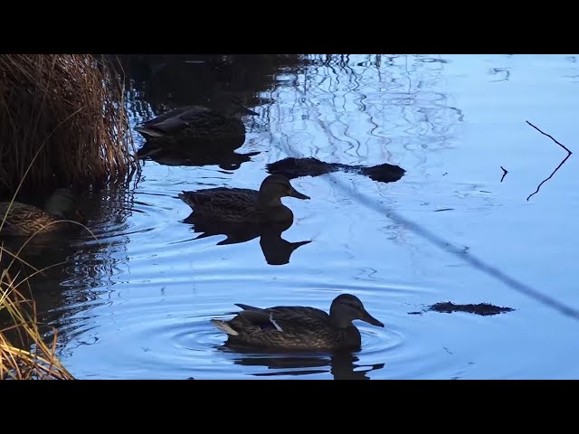 Пруд на экотропе «По следу реки Китой» в парке им. 10-летия Ангарска почистили от грязи