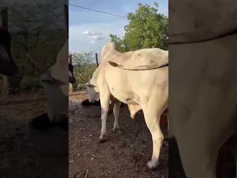 ➡️ *PROMOÇÃO Touro Nelore: 6.500 reais em Aurora/ Ceará. Whatsapp 84 99810 2784*#gado