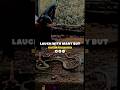 Dangerous Snake Attitude Status Shortfeed Viral Snake Sigma Laugh With Many