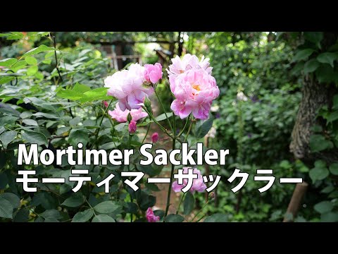 イングリッシュローズ 'モーティマー サックラー' 植物