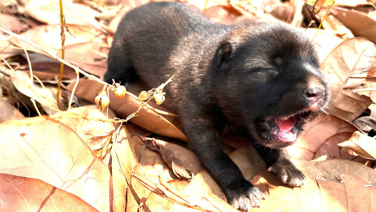 Helped a small abandoned puppy was strayed in the wild to feed, take care, and safe