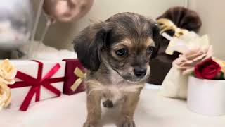 ハーフ犬の動画01